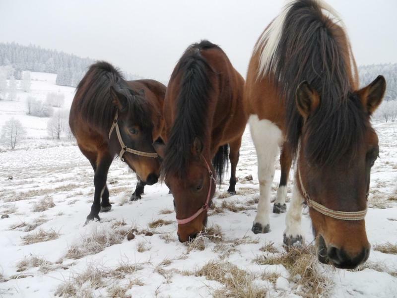 Pod Kasztanem Gospodarstwo Agroturystyczne สโตรเนีย ชล็องสเกีย ภายนอก รูปภาพ